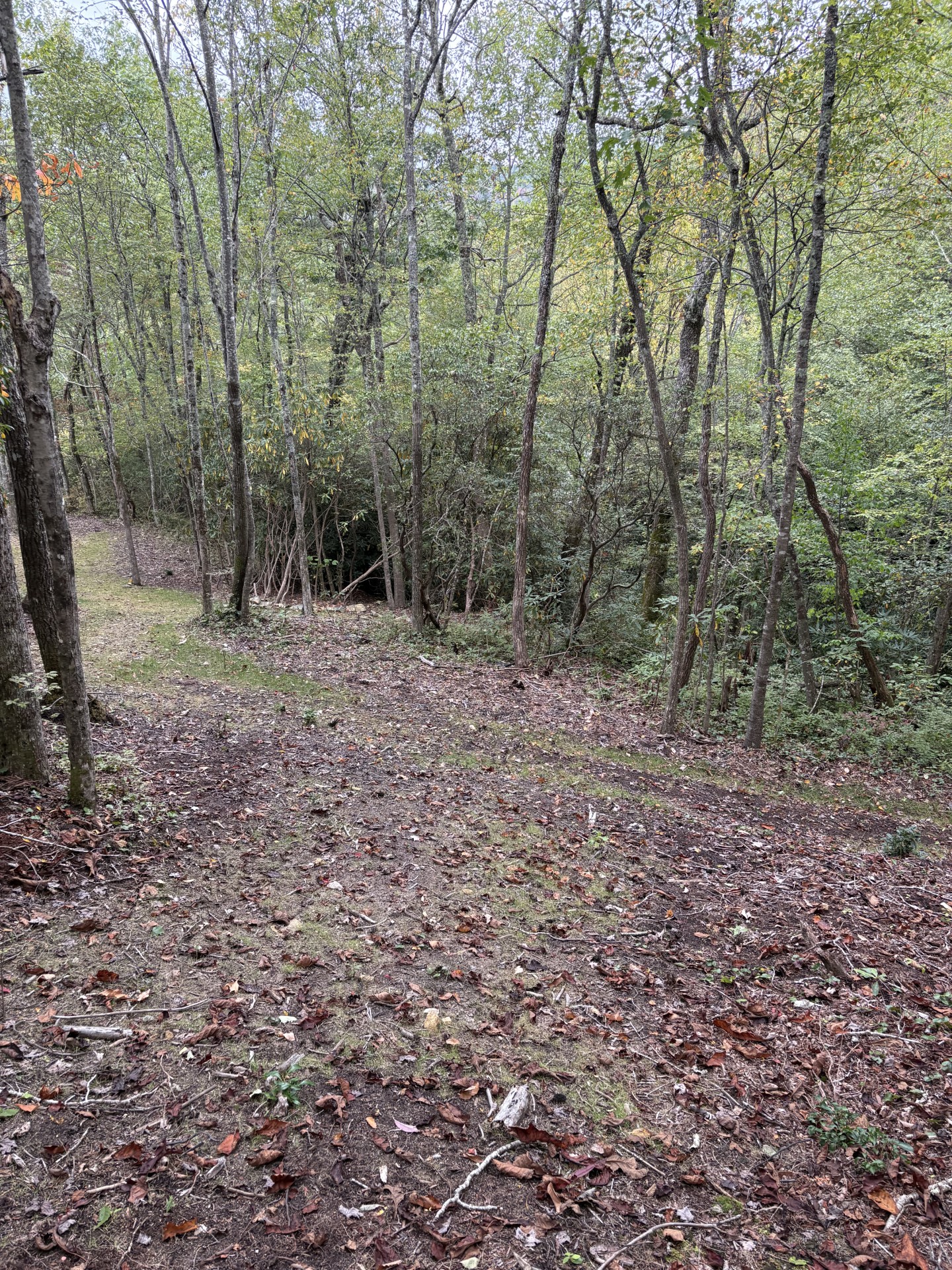 Homesite clearing and mountain views